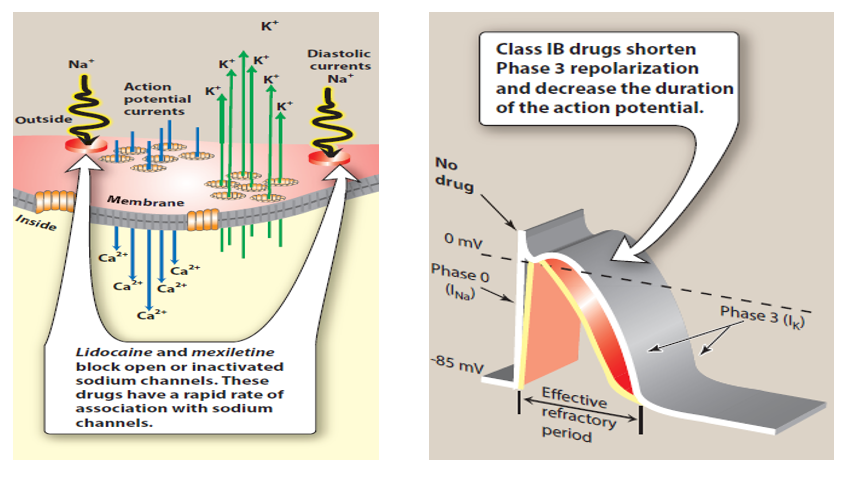 Class IB Anti-arrhythmic Drugs - BioPharma Notes