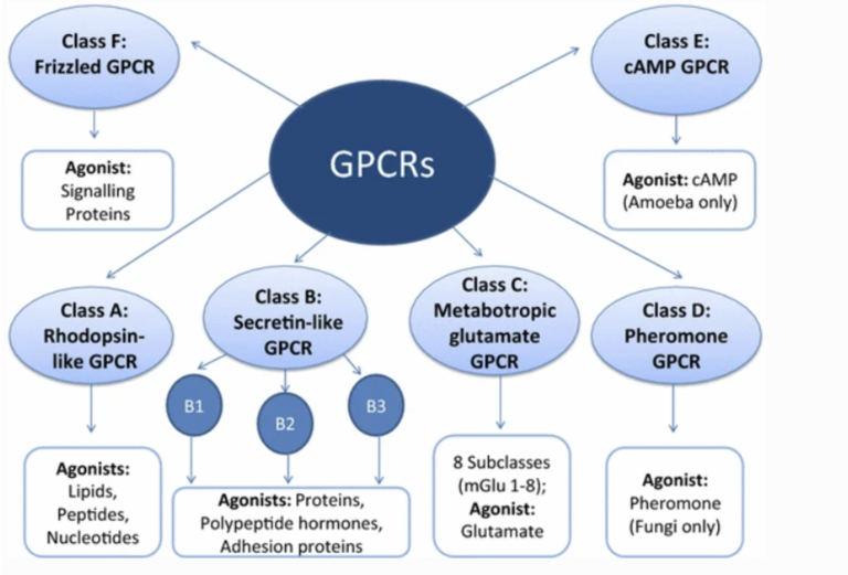 G-protein Coupled Receptor- Location, Structure, Classification ...