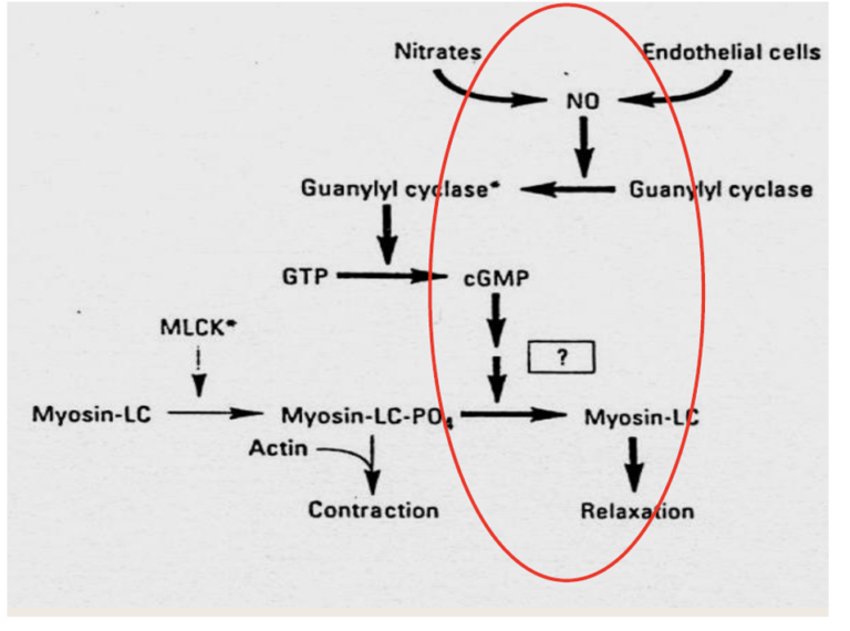 Hydralazine - BioPharma Notes