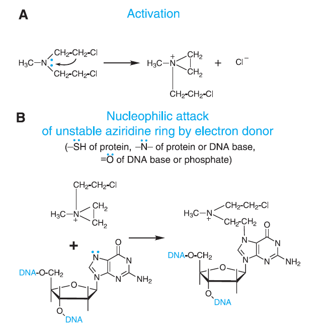 alkylating-agents-biopharma-notes