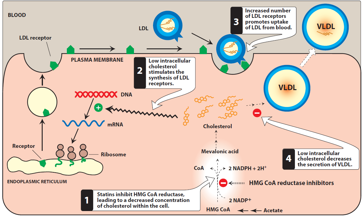 Also production. HMG-COA reductase. Ингибиторами HMG‐COA-редуктазы. HMG-COA reductase inhibitors. Липпинкотт биохимия.