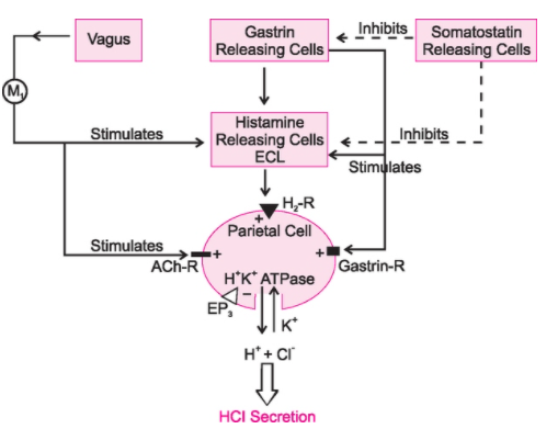 t dm1 mechanism of action