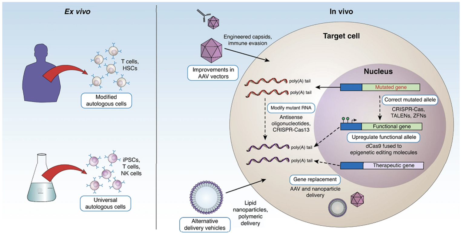 Current Gene Therapy Approaches - BioPharma Notes