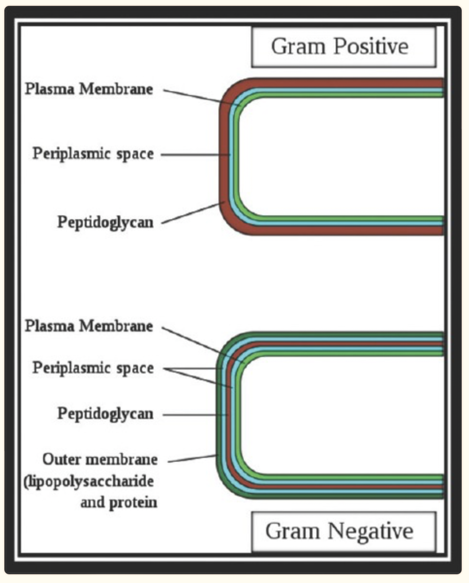 Cell Wall Synthesis Inhibitors Biopharma Notes